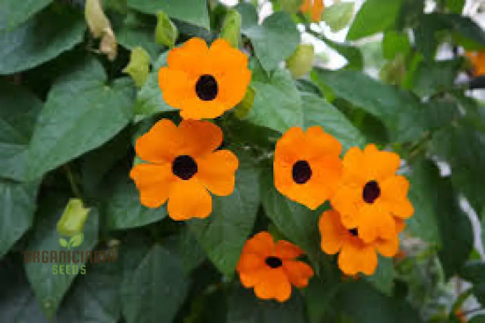 Non GMO Thunbergia seeds easy growing climbing flowers