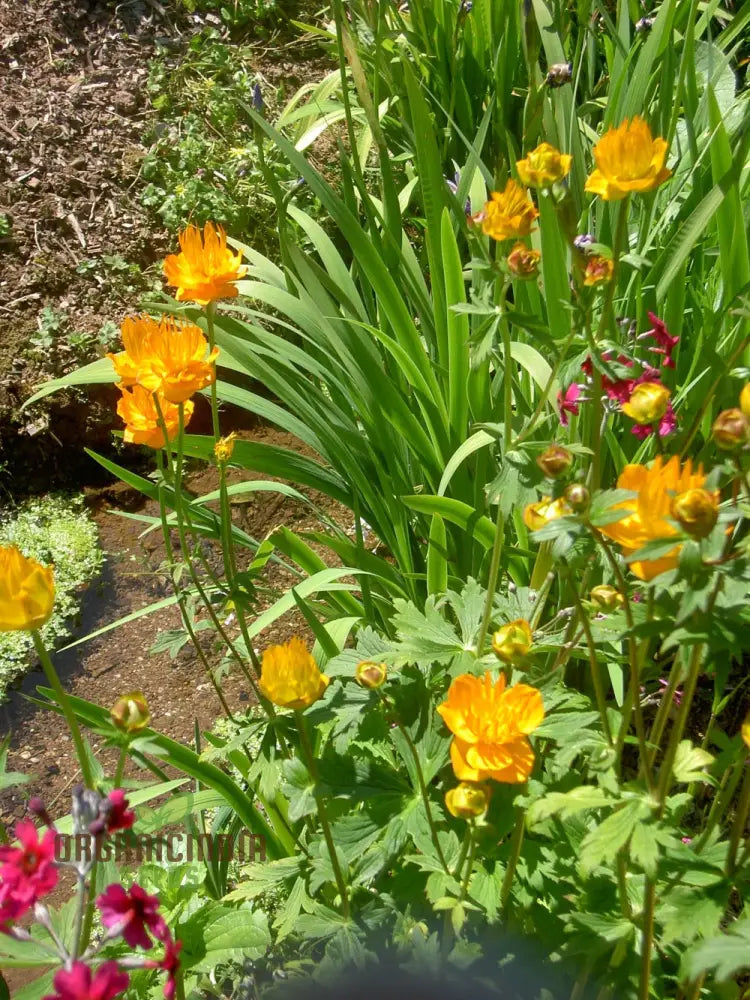Non-GMO Trollius Flower Seeds for Moist Garden Areas