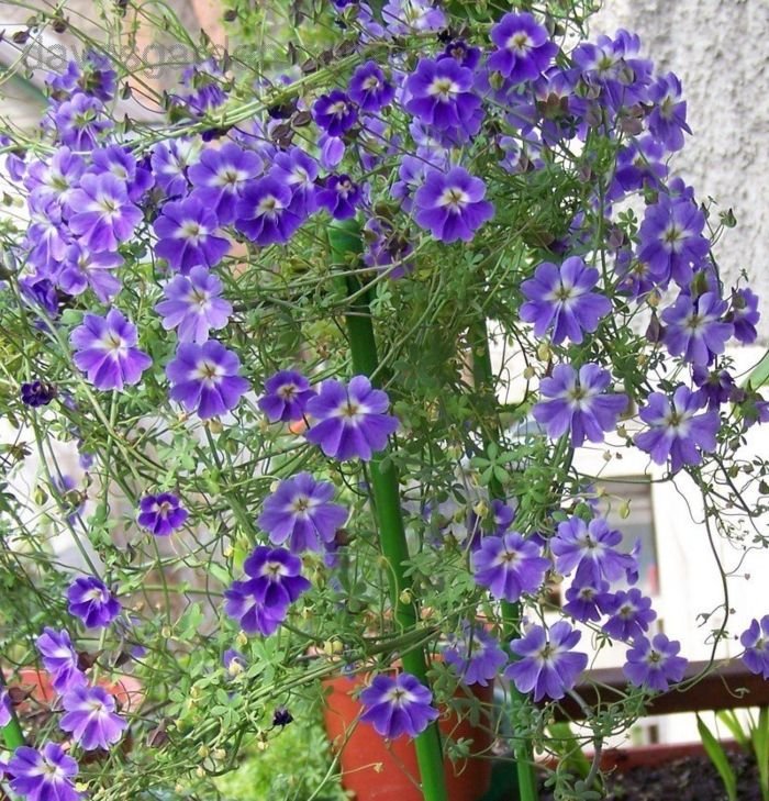 Non-GMO Tropaeolum Azureum seeds