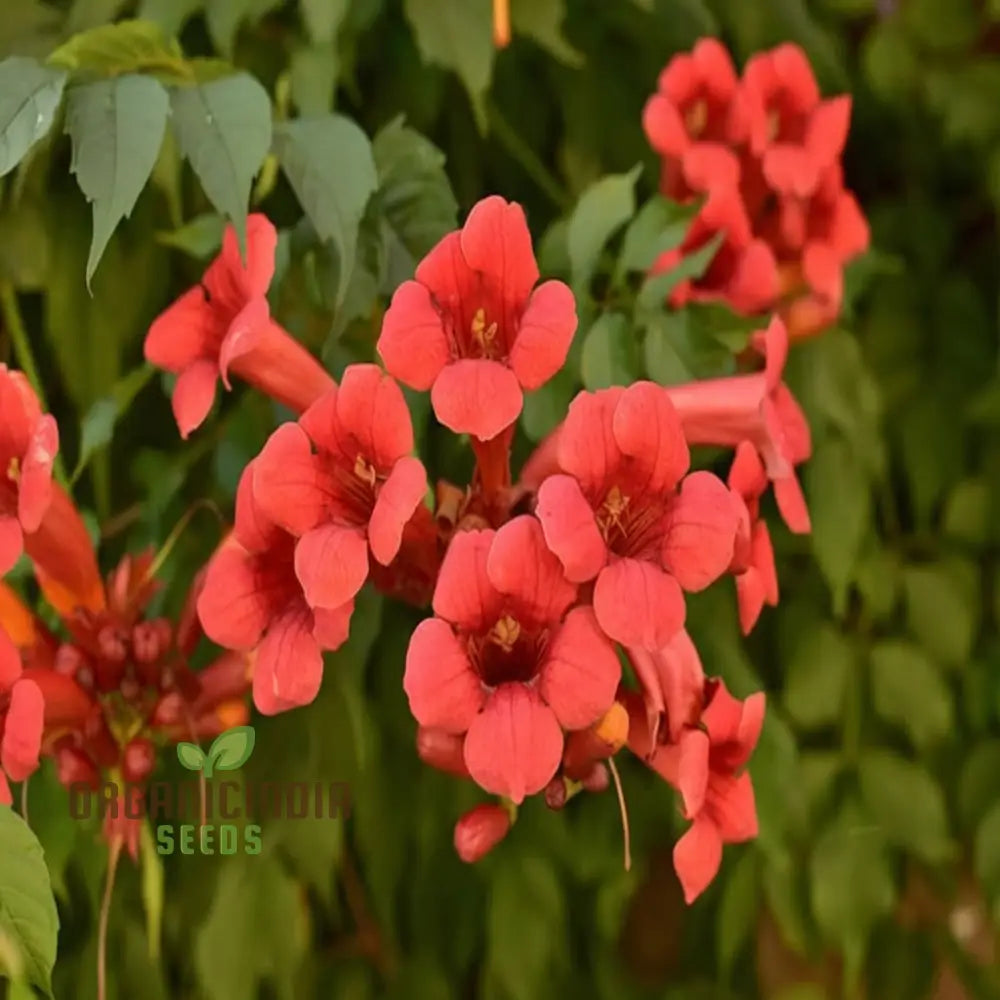 Non GMO trumpet vine seeds for garden trellises