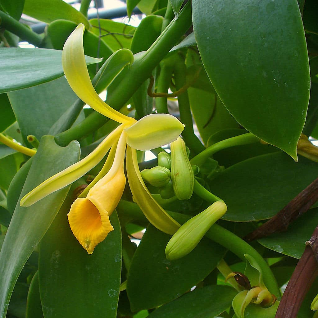 Non-GMO vanilla orchid seeds for indoor growers