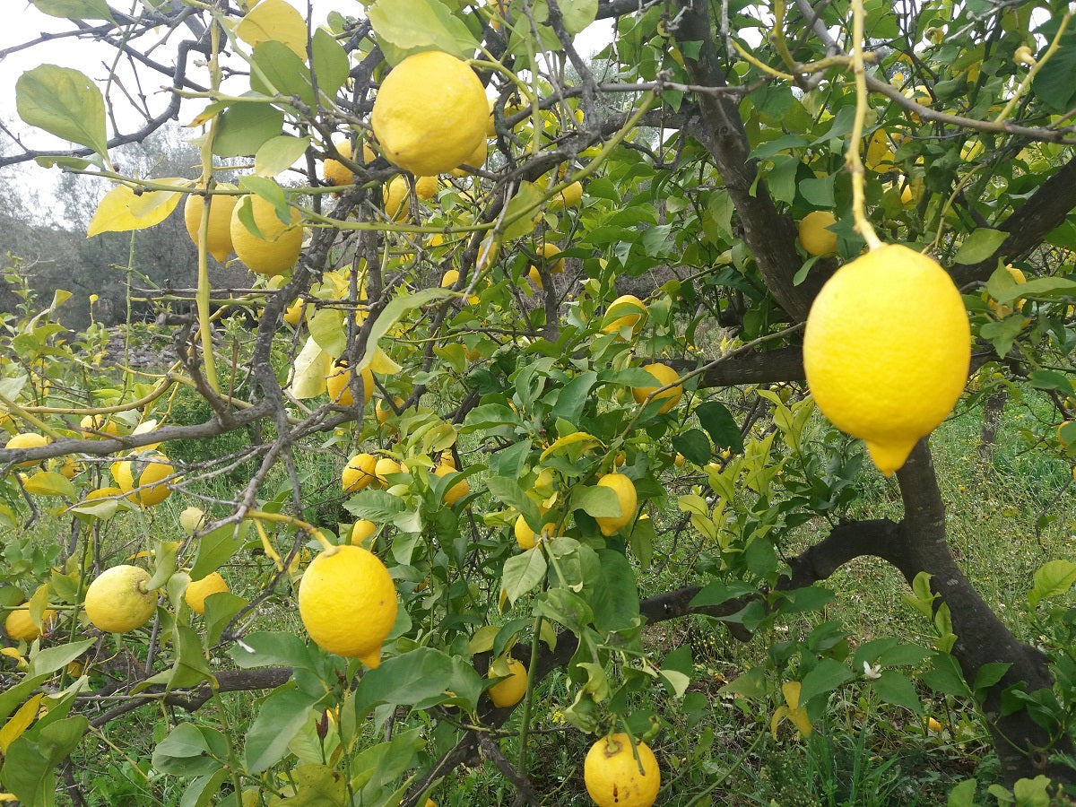 Non-GMO Verna lemon seeds for planting fresh lemon trees