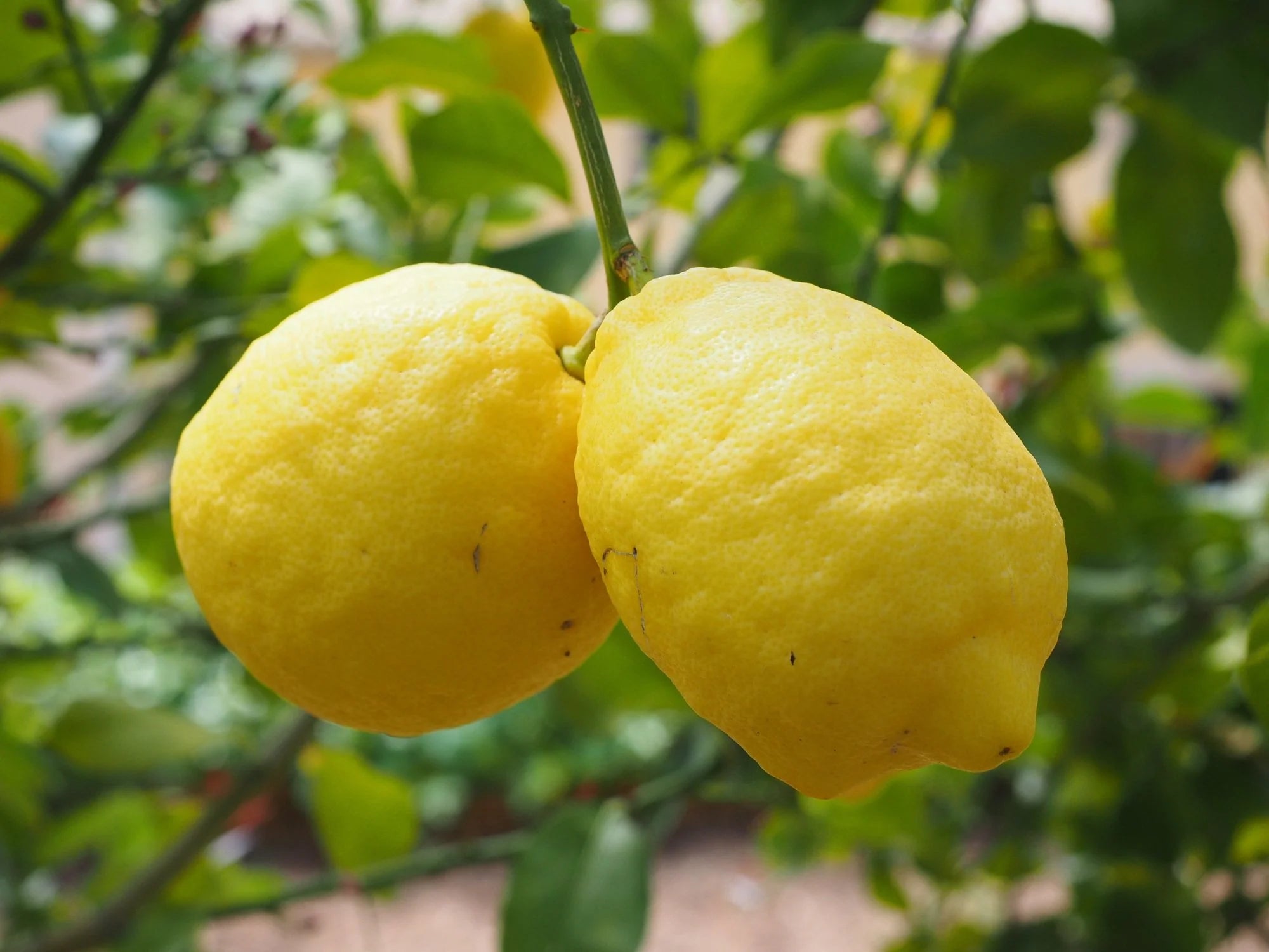 Premium Verna lemon seeds for growing citrus fruit at home
