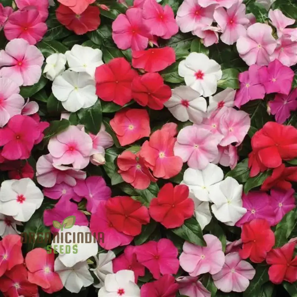 Non-GMO vinca mix seeds bright flowers for planting