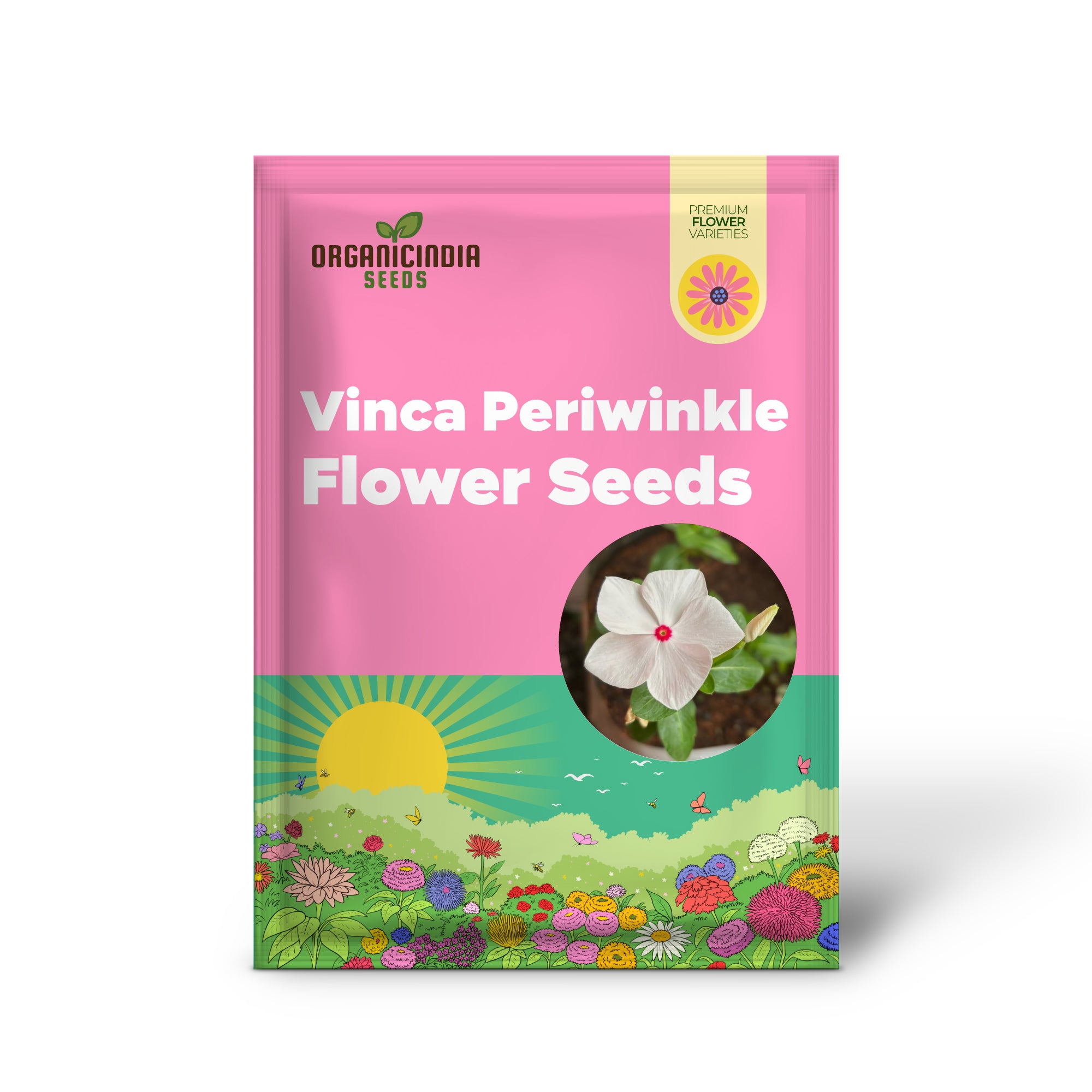 Non-GMO Vinca seeds vibrant periwinkle flowers