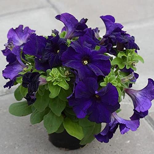 Non-GMO Violet Petunia Seeds for Colorful Home Gardens