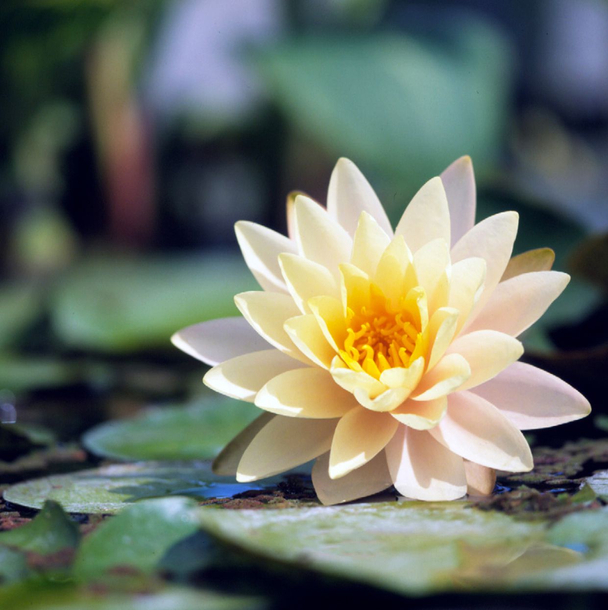 Non GMO Water Lily seeds for planting