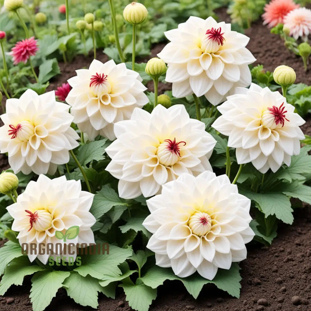 Non-GMO White Dahlia Seeds for Home Garden Blooms