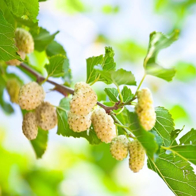 Non-GMO White Mulberry seeds