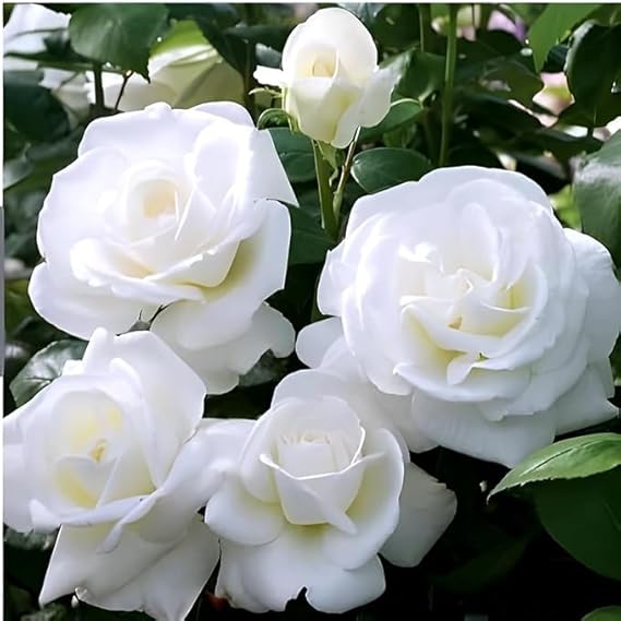 Non GMO White Rose Seeds for Planting