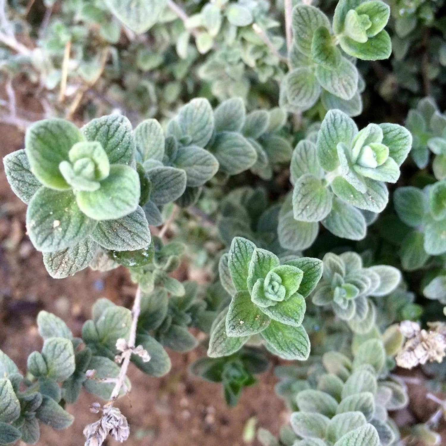 Non-GMO Wild Zaatar Oregano Seeds for Natural Gardening