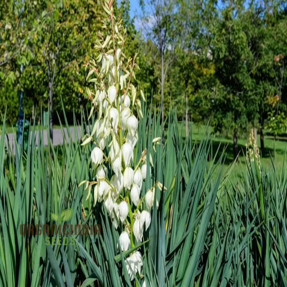 Non-GMO Yucca Filamentosa Seeds for Home Gardening