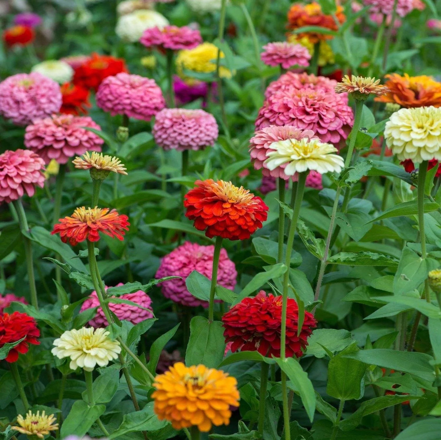 Non-GMO Zinnia flower seeds vibrant flowers