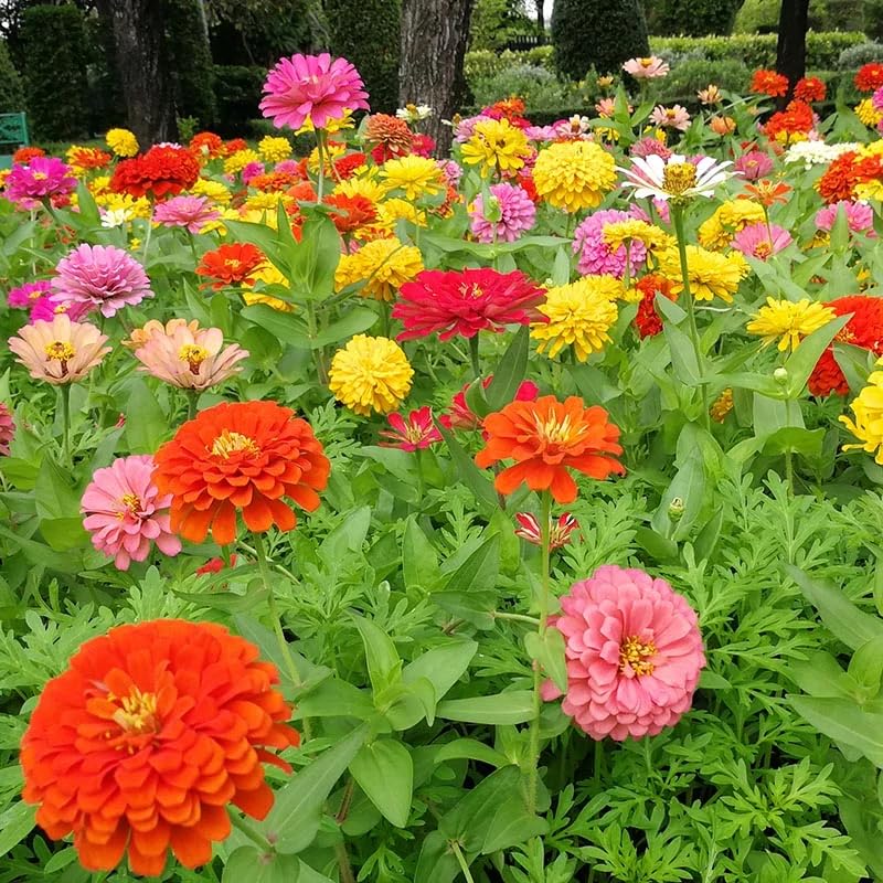 Non-GMO Zinnia Garden Seeds for High-Yield Flowering
