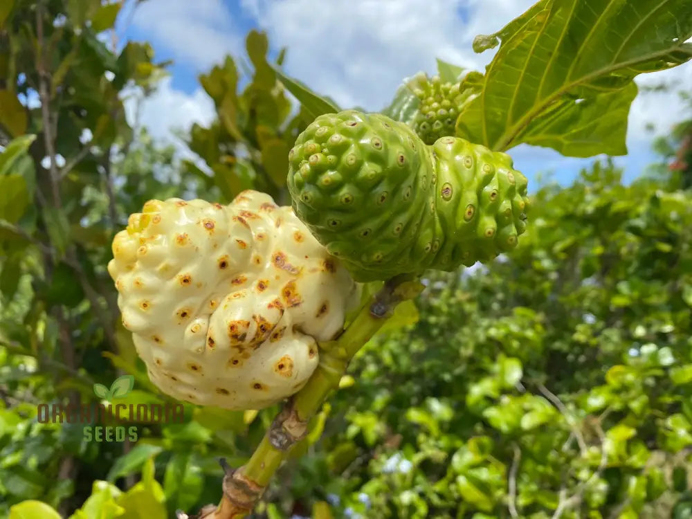 Healthy Noni Fruit Tree with Ripening Tropical Fruits