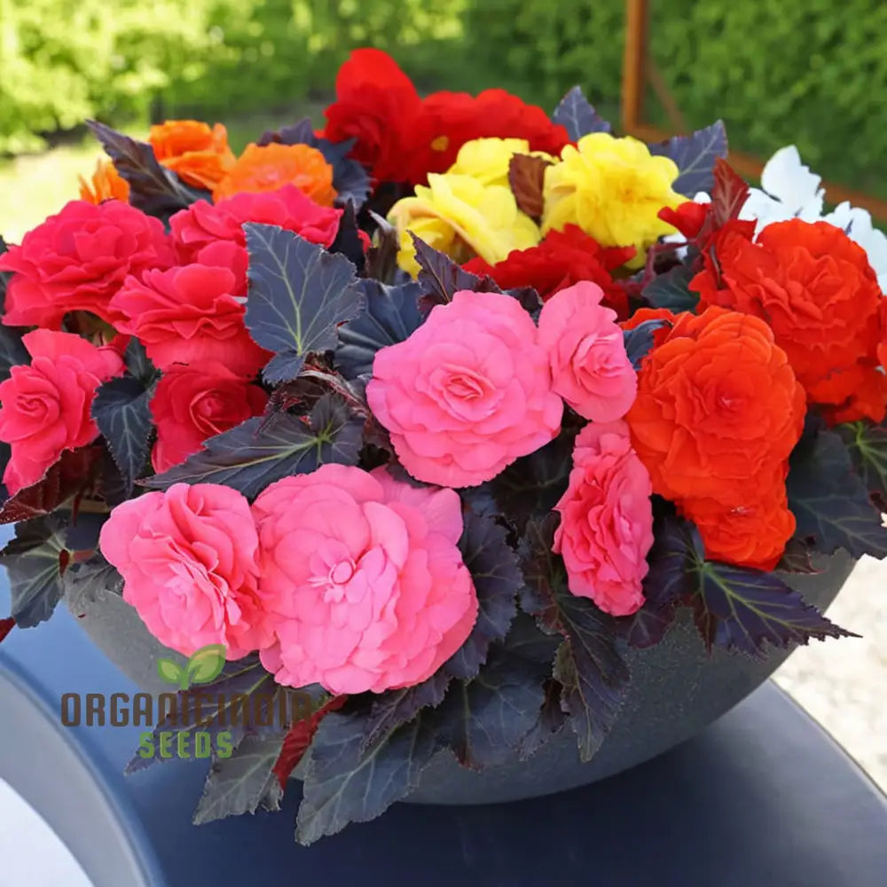 Non-Stop Begonia Mixed Seeds for Vibrant Seasonal Blooms