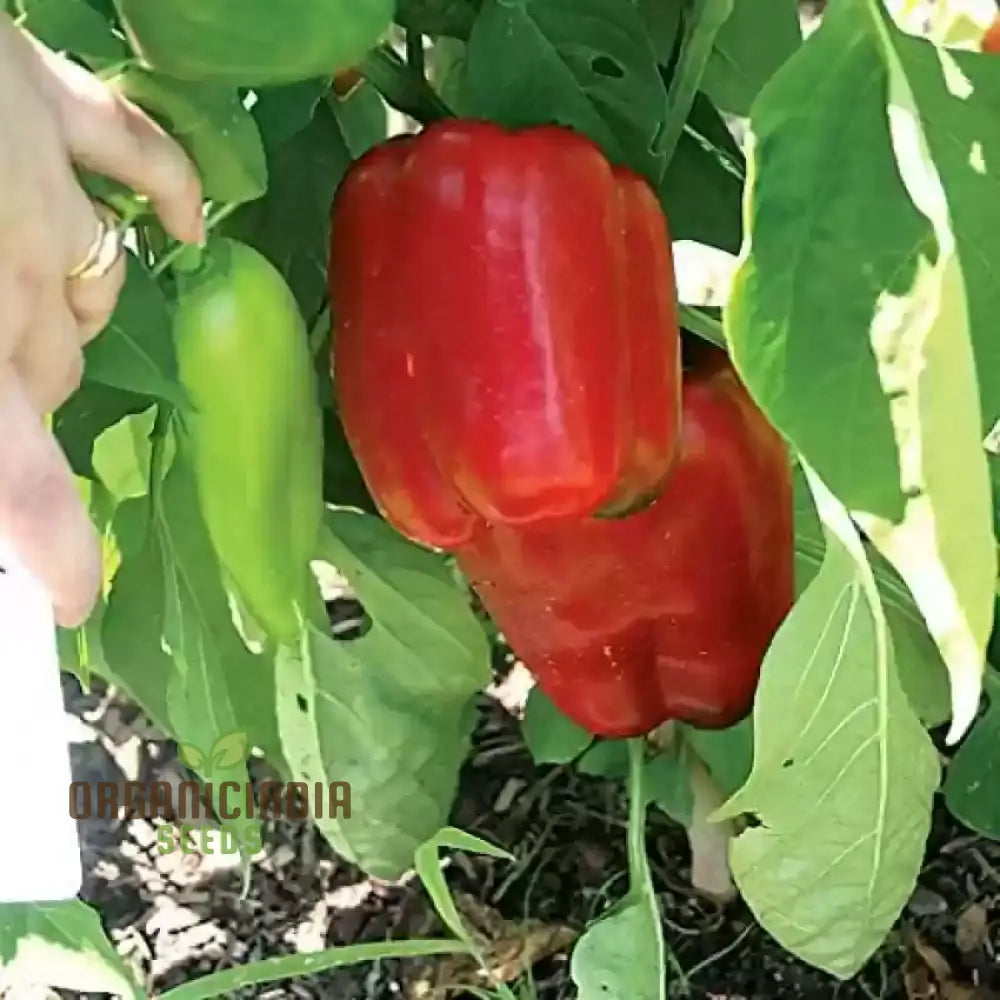 Mature North Star Sweet Pepper Plant from Seeds, Bushy and Fruiting