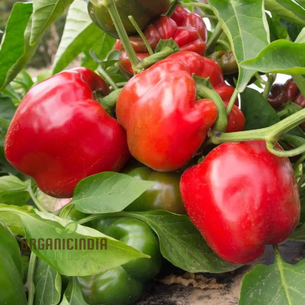 North Star Sweet Pepper Seeds for Home Garden, Easy-to-Grow Sweet Pepper Seeds