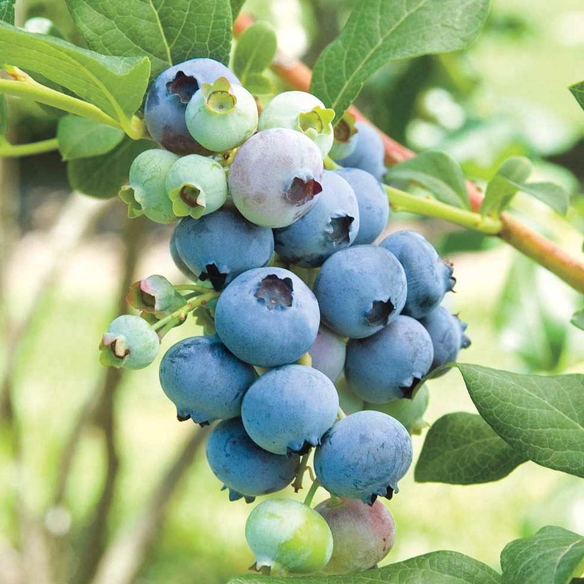 Northern Highbush Blueberry seeds for planting non-GMO variety