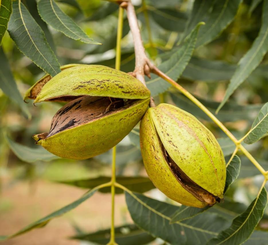 Northern Pecan Tree seeds for planting hardy nut trees