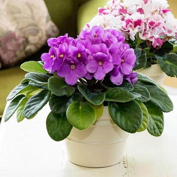 Mini African Violet Seeds for Indoor & Outdoor Planting - Easy-to-Grow, Vibrant Blooms