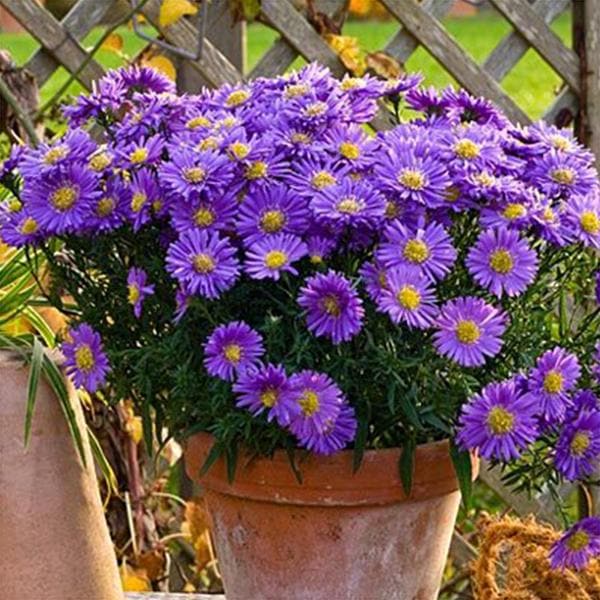 Purple Aster Flower Seeds, Vibrant Violet Blooms, Easy to Grow, Non-GMO