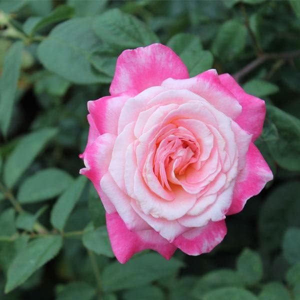 Pink & White Rose Flower Seeds ,Beautiful Bi-Color Blooms, Easy to Grow, Non-GMO