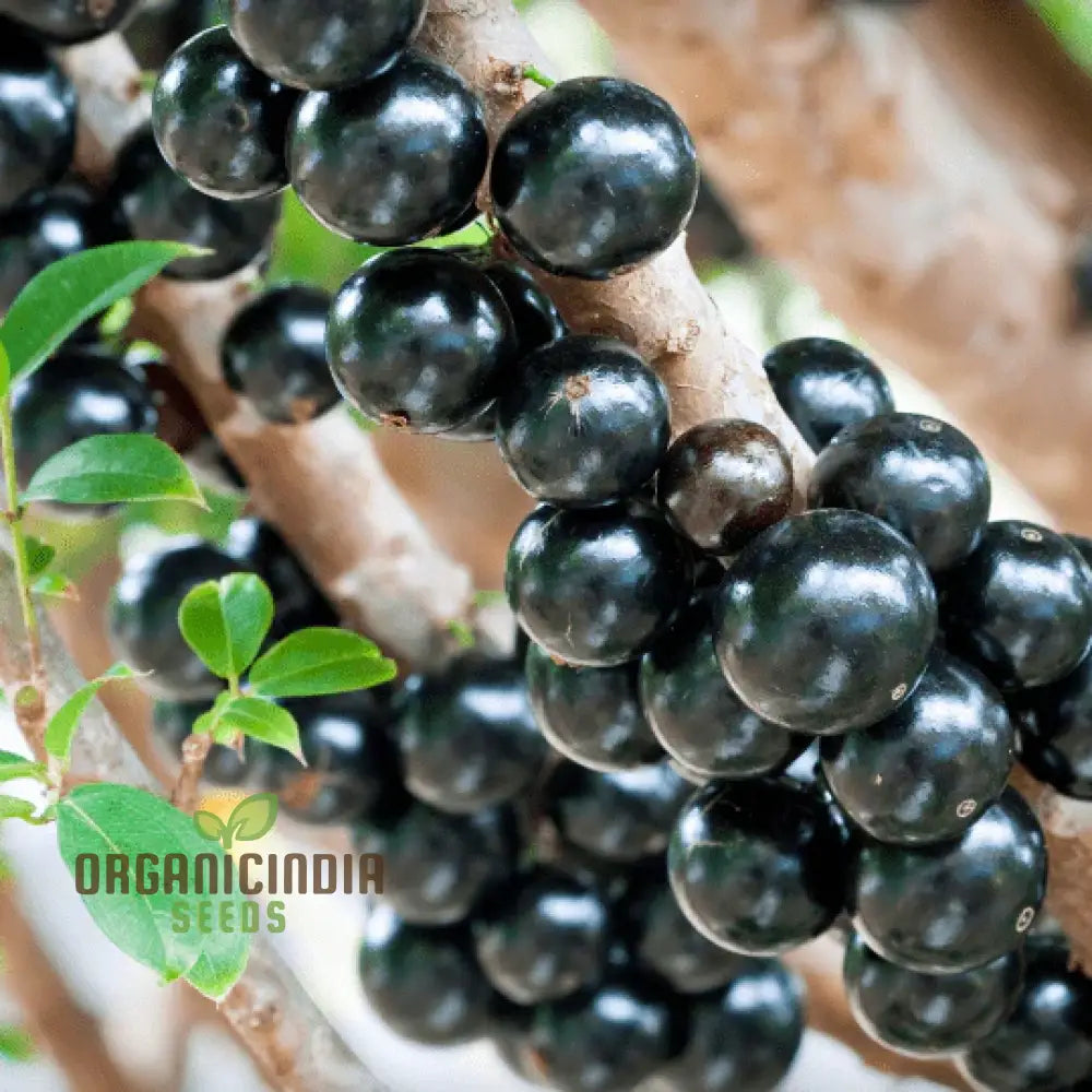 Nurture Nature’s Bounty Jabuticaba Fruit Seeds For Vibrant Plantings