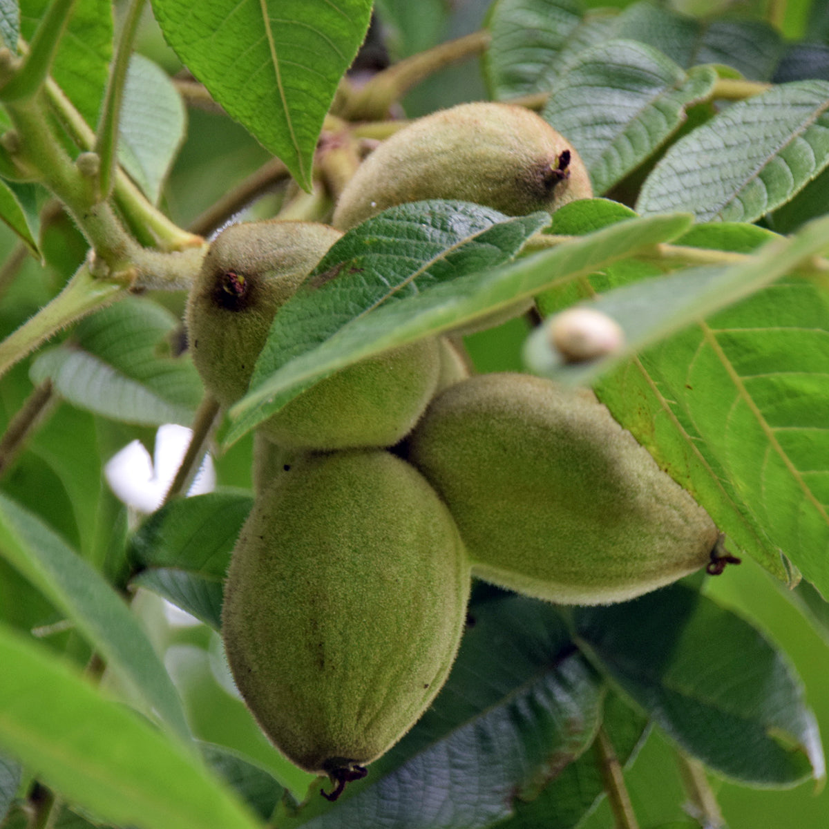 Nut Tree Seeds for Outdoor Planting and Landscaping