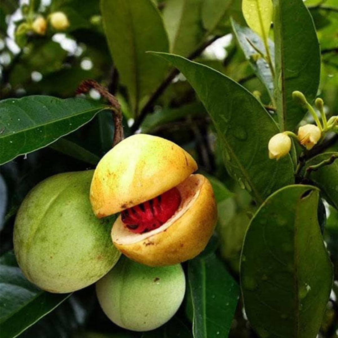 Nutmeg Trees Growing in Tropical Orchard Setting