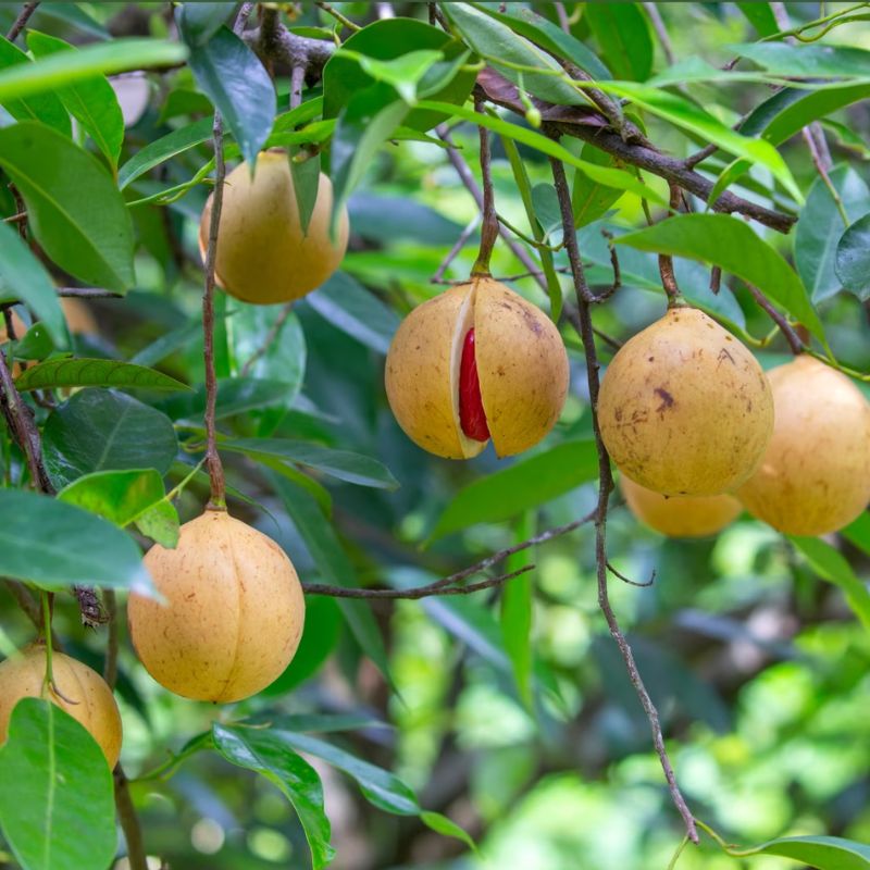 Nutmeg Tree Seeds (Myristica fragrans) for Planting