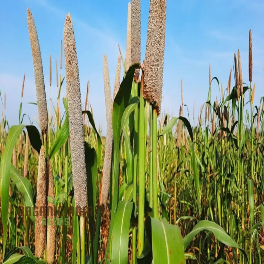 Millet Plant Growing in Container from Seeds, Home Garden Grain