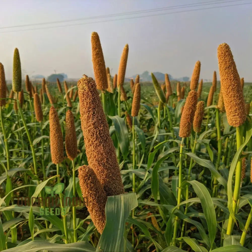 Millet Seeds for Planting, Nutritious Home Garden Grain Seeds