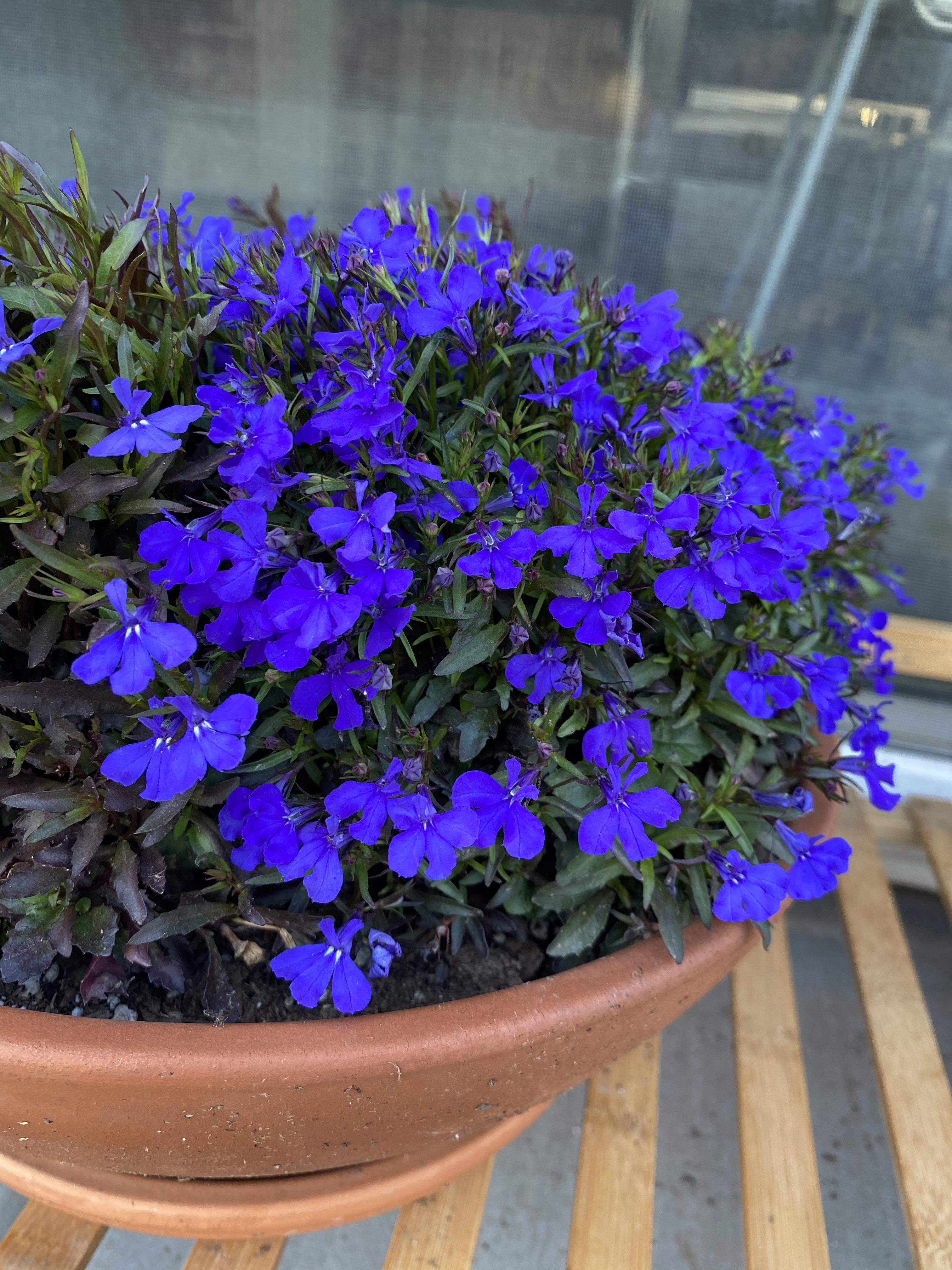 Lobelia Samen (Lobelia Crystal Palace Samen) - Atemberaubende Gartenränder und Behälter