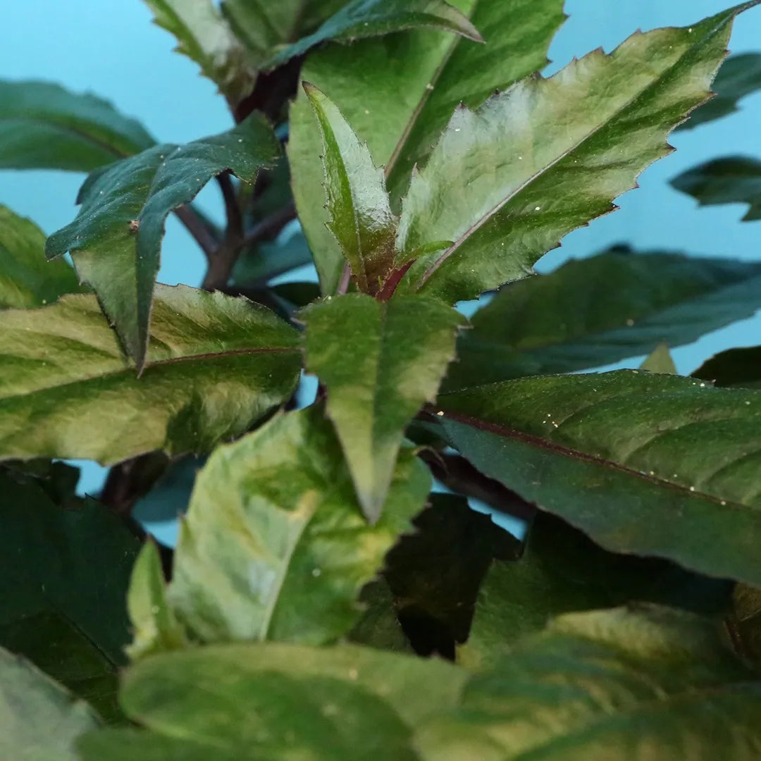 Okinawa Spinach Seedlings Growing from Seeds, Fast-Growing Leafy Greens