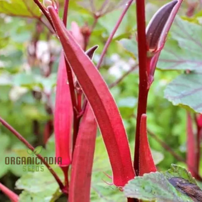 Okra Bhindi Scarlet Red Seeds For Planting Exotic Heirloom Vegetable Vibrant Perfect Home Gardens