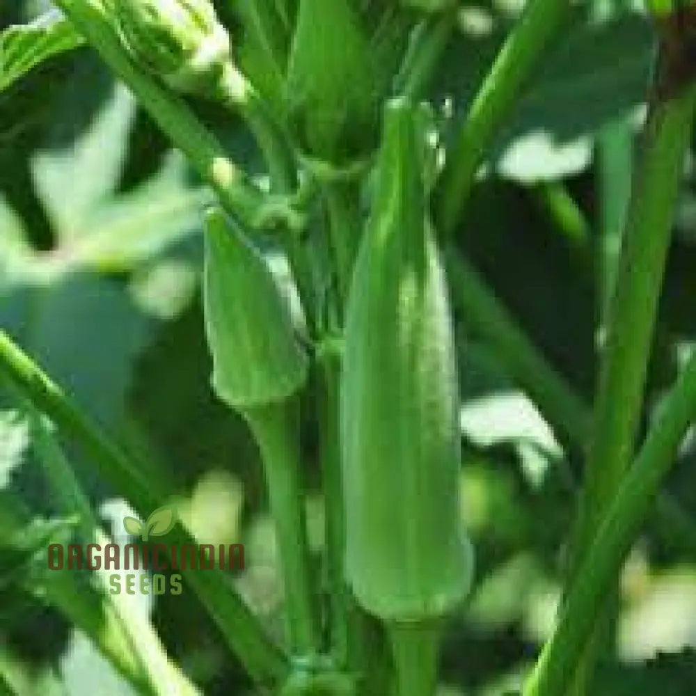 Mature Heirloom Okra Plant from Seeds, Bushy High-Yield Vegetable Plant