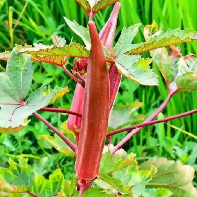 Mature Scarlet Red Okra Plant from Seeds, Vibrant Garden Vegetable