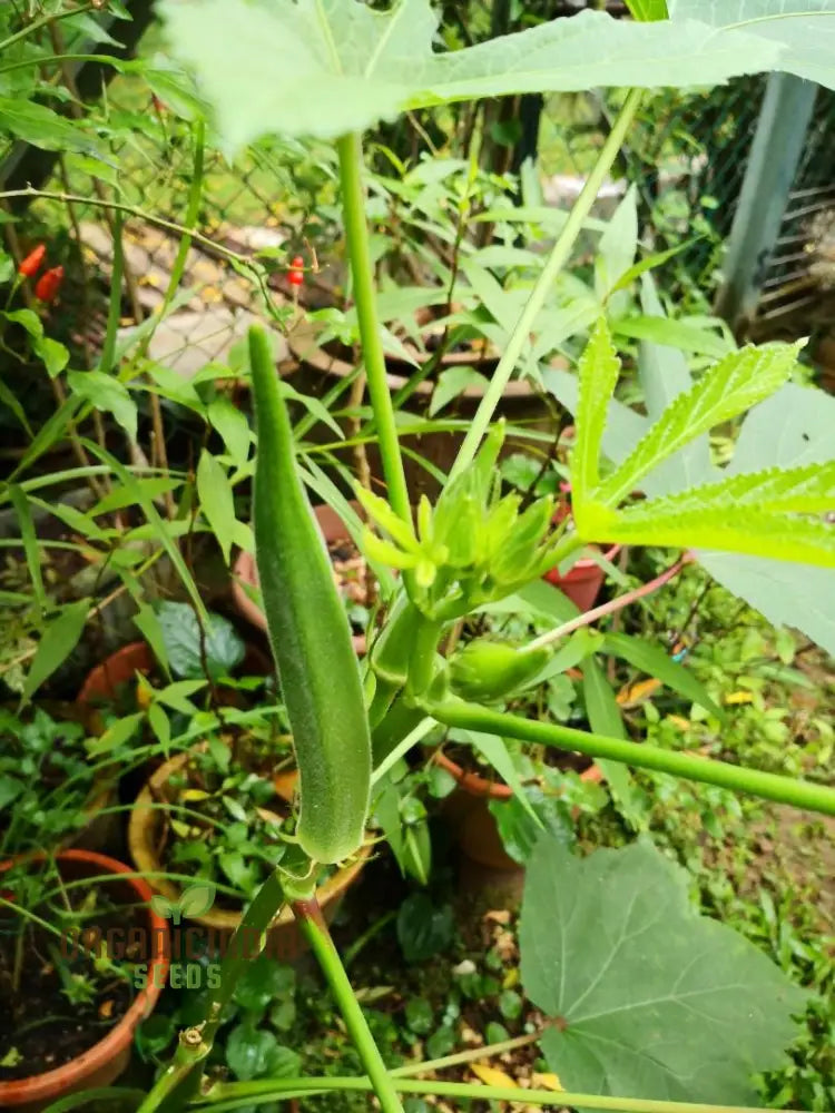 Silver Queen Okra Plant Growing in Container, Home Garden Seeds