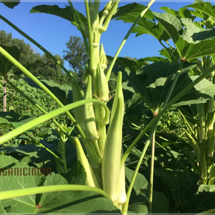 Mature Silver Queen Okra Plant with Tender Pods