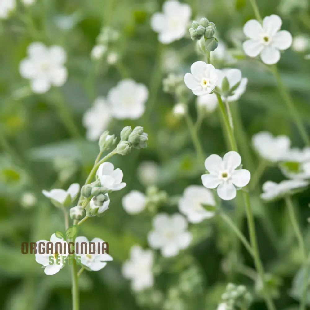 Omphalodes Linifolia Little Snow White Seeds - Grow Charming And Delicate Flowers In Your Garden