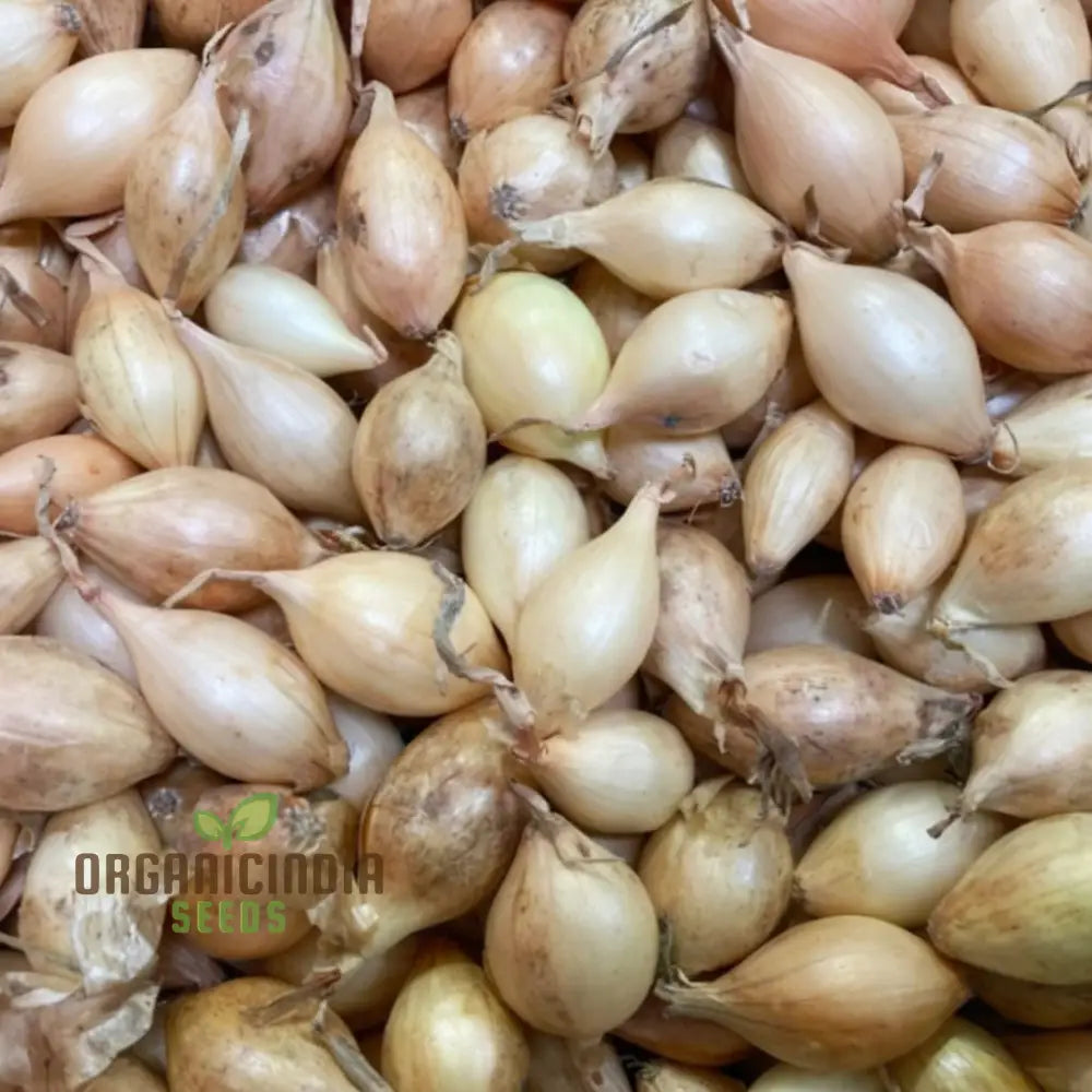Onion Sets Senshyu – Autumn-Planted Japanese Type Seeds For Superior Gardening And Abundant Yields!