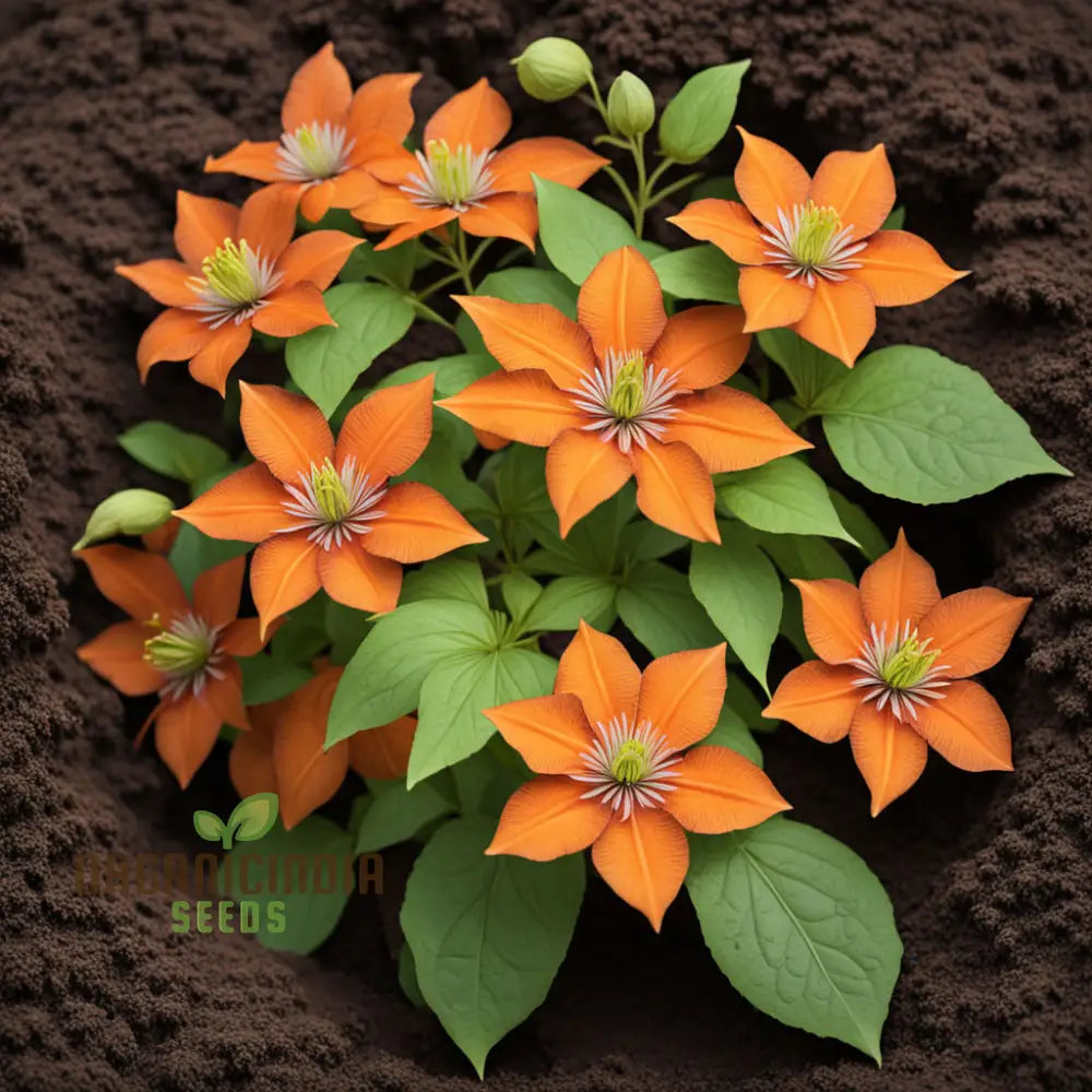Orange Clematis Flower Seeds for Vibrant Garden Planting
