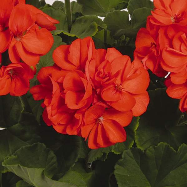 Orange Geranium Flower Seeds for Bright Garden Blooms