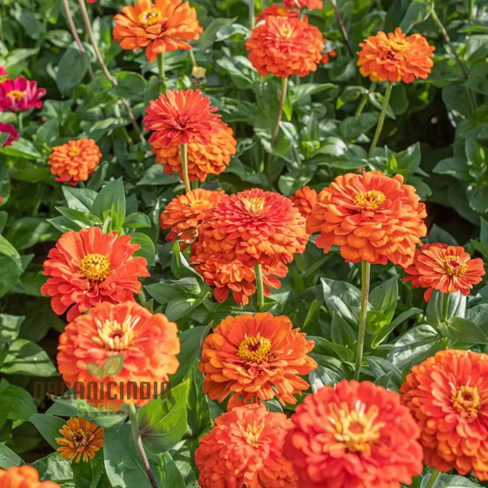 Close-up of vibrant orange Zinnia Orange King blooms