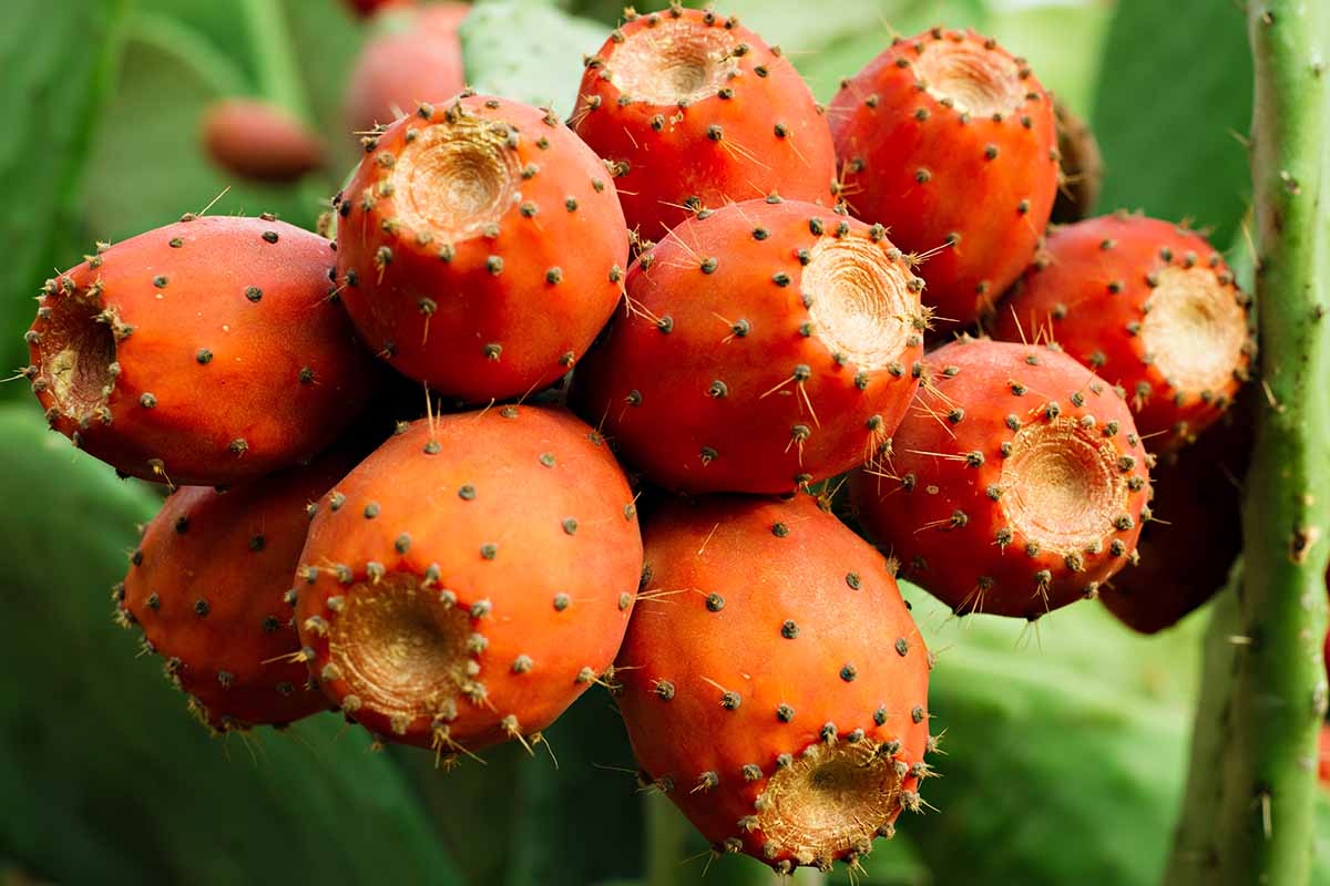 Orange Prickly Pear Cactus with Blossoming Flowers