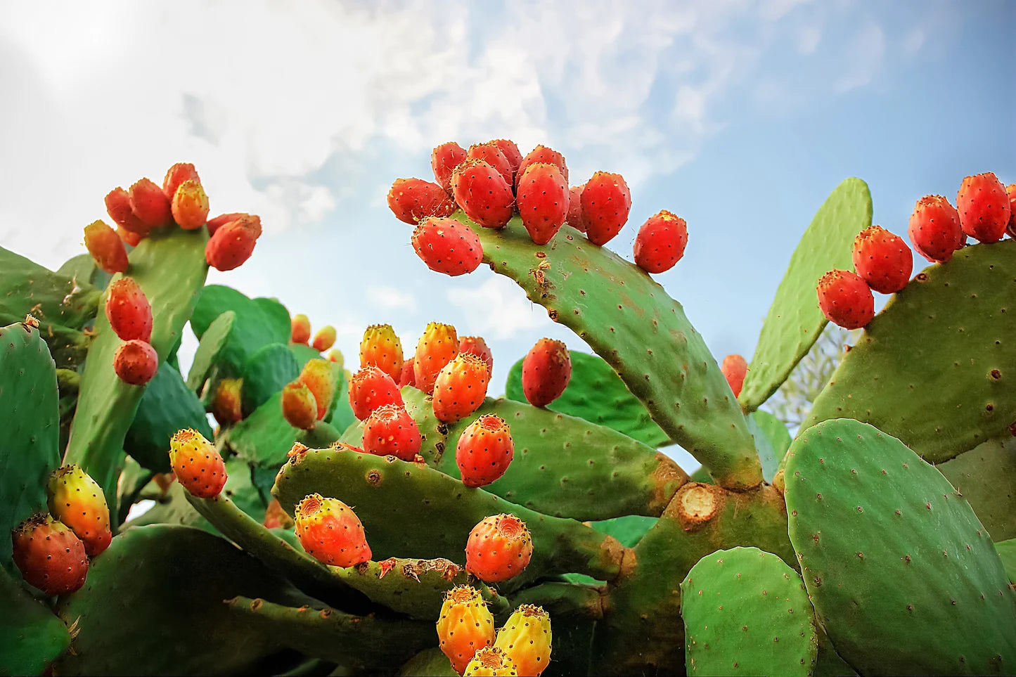 Orange Prickly Pear Cactus Bearing Orange Fruit