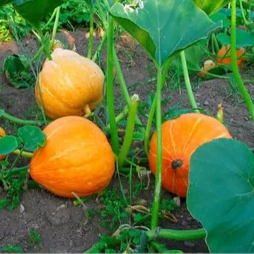 Orange Pumpkin Seeds For Planting Varieties Garden Squash And Gourds