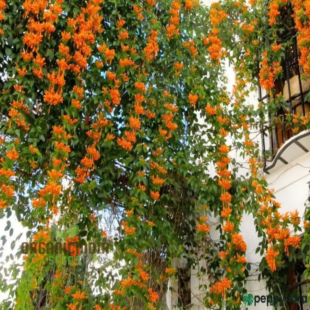 Orange Pyrostegia Venusta Flower Seeds For Gardening & Planting Seeds