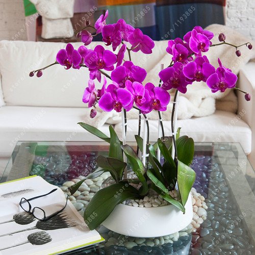 Premium orchid flower seeds for home gardeners